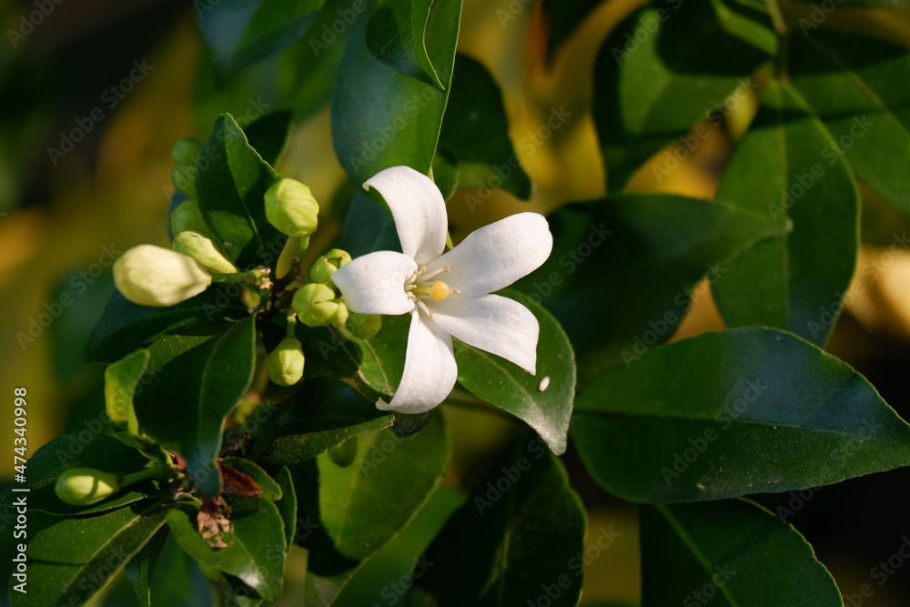 White flower name Murraya paniculata closeup White flower name Murraya paniculata closeup
