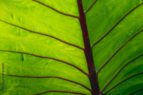 colocasia closeup with green texture leaf wallpaper