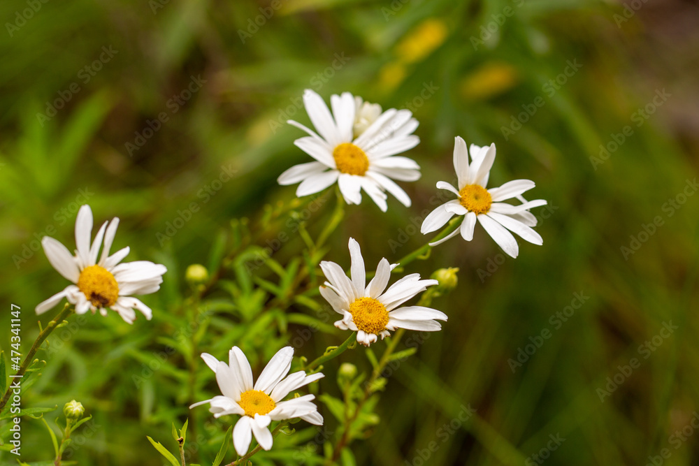White flowering Aster seen near George in the Western Cape of South Africa White flowering Aster seen near George in the Western Cape of South Africa