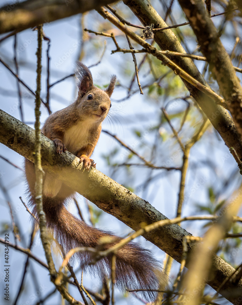 Obraz premium Small squirrel sitting on the tree