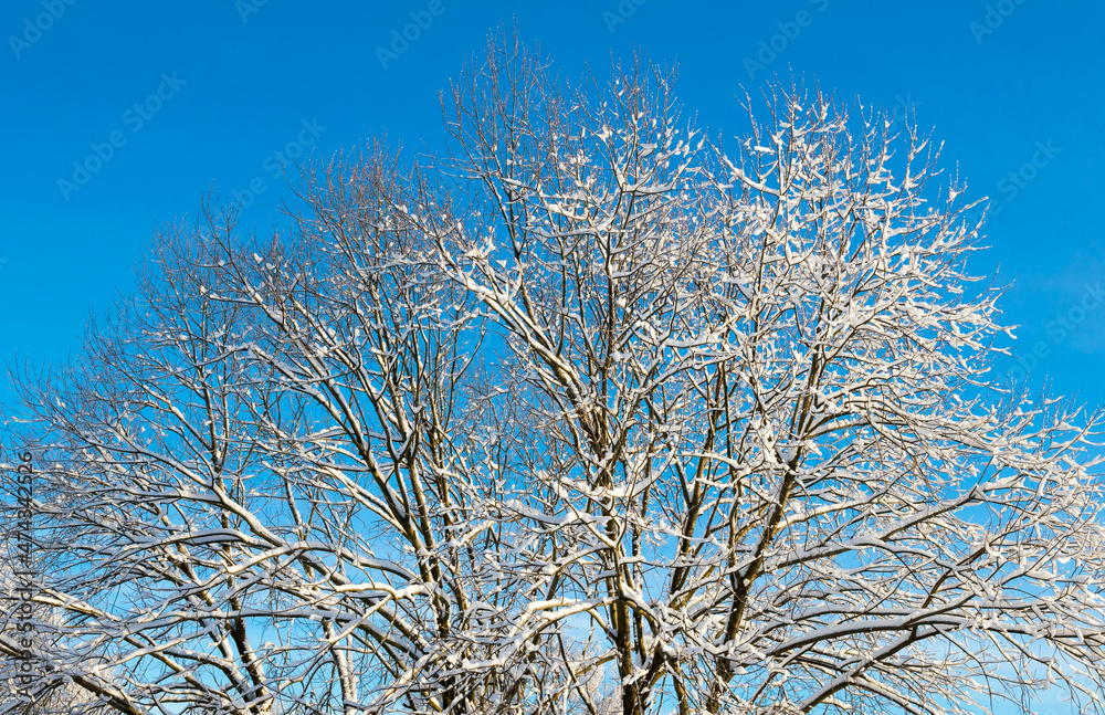 view of white snow and frost covered trees against beautiful blue winter sky view of white snow and frost covered trees against beautiful blue winter sky