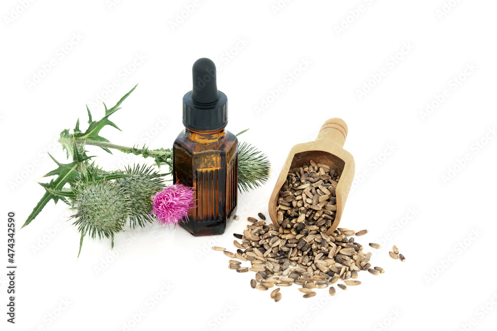Milk thistle herb plant, seeds and oil used in herbal medicine. Treats