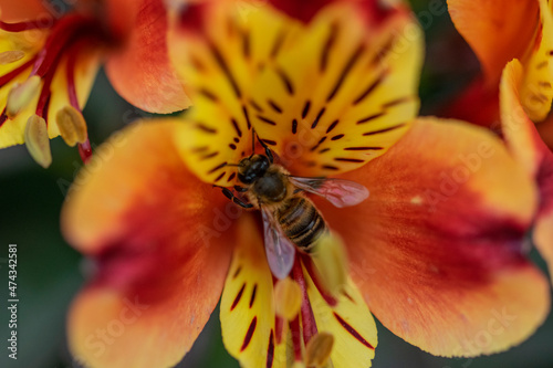 Bee on an Orange Plant