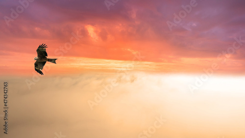 A bird of prey flies over dense fog in front of a sunrise © DZiegler