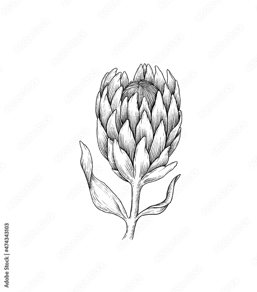 Obraz premium Protea draw graphic illustration line black white flower set isolated