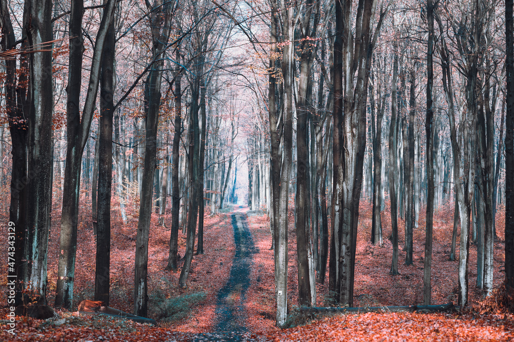 jesienny las bukowy - obrazy, fototapety, plakaty 