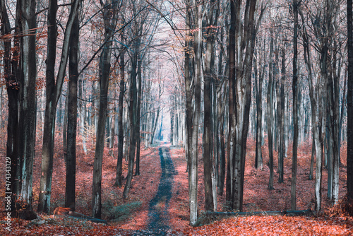 jesienny las bukowy