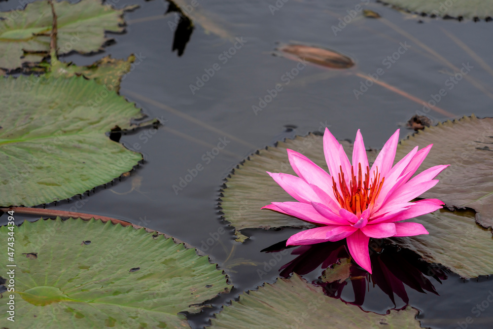 Blooming Pink lotus flowers in the pond Blooming Pink lotus flowers in the pond