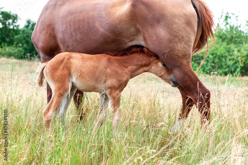 Brown mare and colt together on the pasture . Mother horse care
