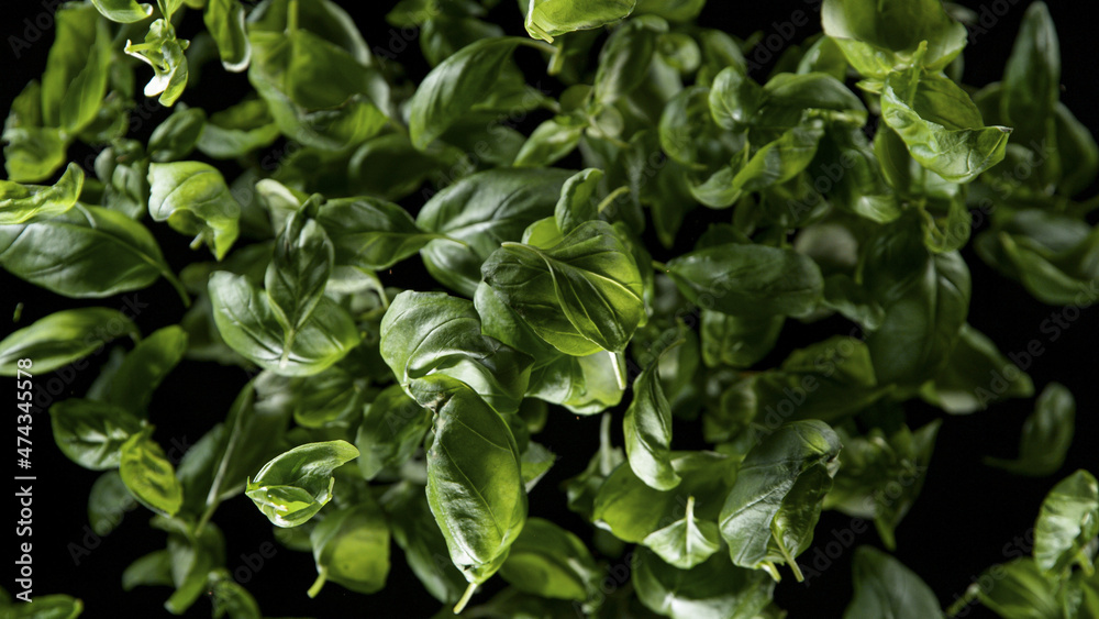 Freeze Motion Shot of Rotating Fresh Basil leaves. Top shot. Freeze Motion Shot of Rotating Fresh Basil leaves. Top shot.