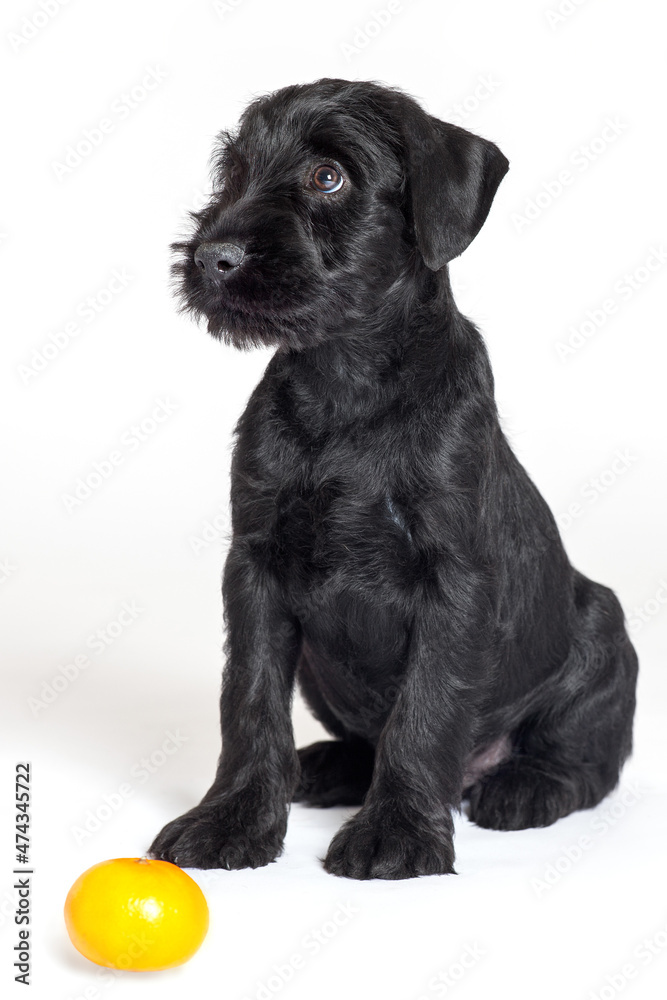 Portrait of little puppy of black Mittel Schnauzer breed sitting on white background with humiliating look, close to tangerine. Cute purebred dog, copy space.