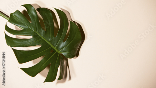 Monstera deliciosa on beige background, freeze motion