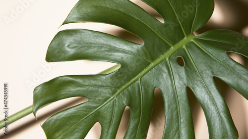 Monstera deliciosa on beige...