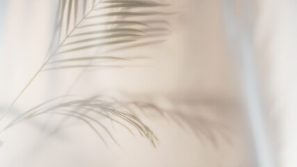Palm leaves shadow on beige background, freeze motion