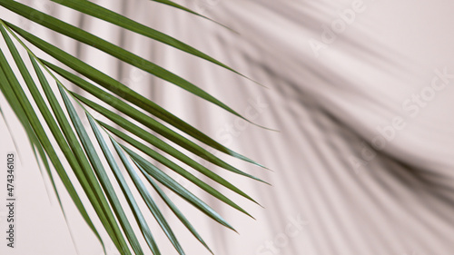 Palm leaves on beige backgr...