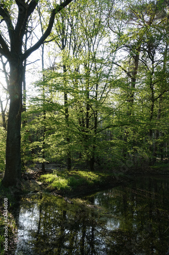 Fototapeta Naklejka Na Ścianę i Meble -  Tümpel in einem Wald