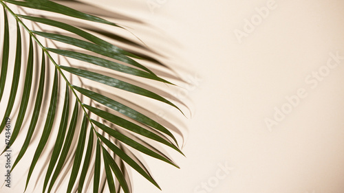 Palm leaves on beige backgr...