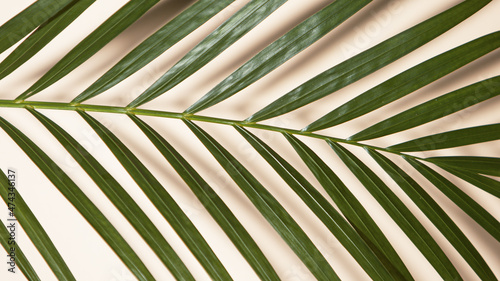 Palm leaves on beige backgr...