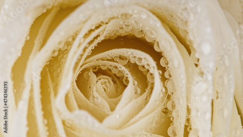 Beautiful rose bloom with w...