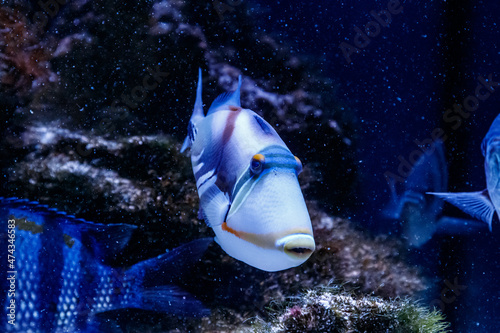 Fish Painted Triggerfish Rhinecanthus aculeatus photo