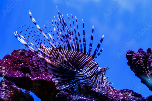 Fish Lionfish - Zebra  Pterois volitans