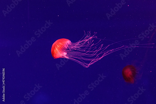 macro of a beautiful jellyfish chrysaora pacifica