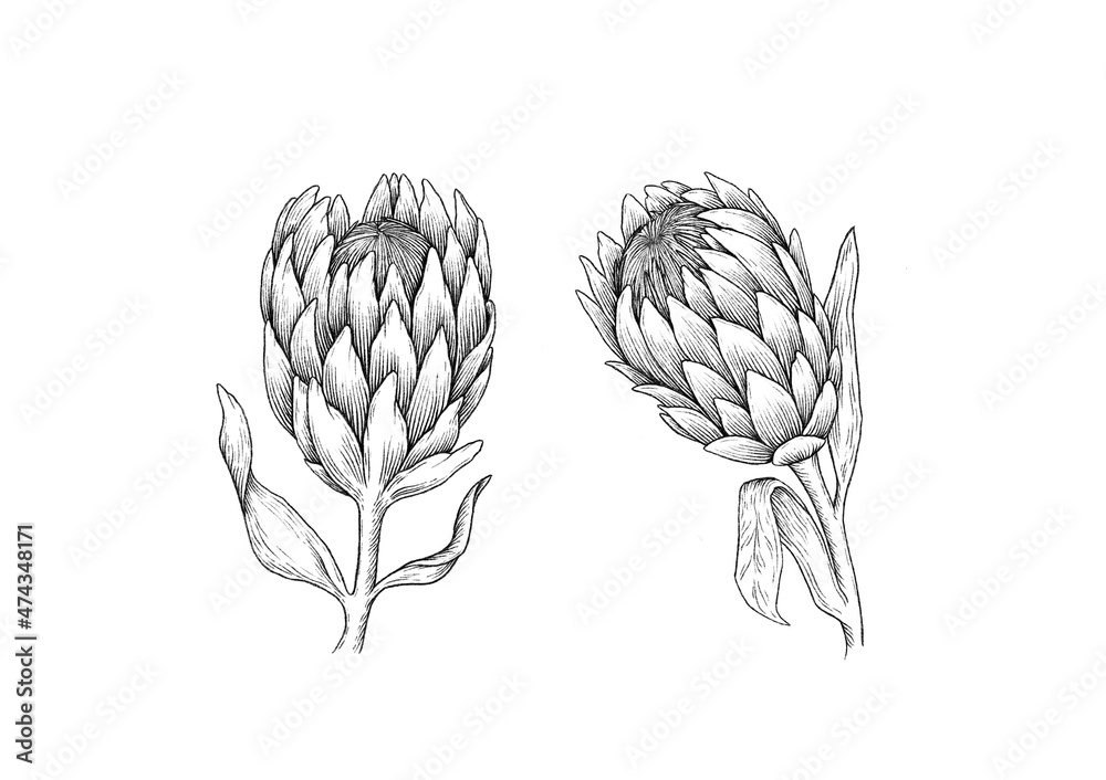 Protea draw graphic illustration line black white flower set isolated ...