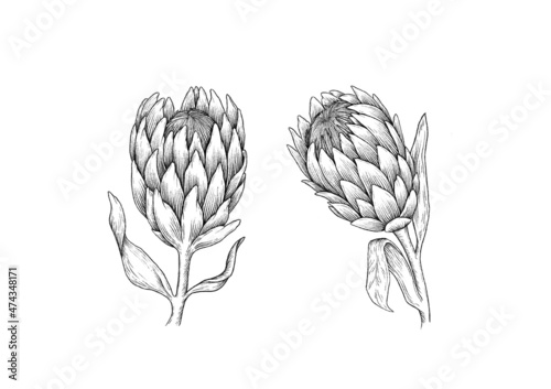 Protea draw graphic illustration line black white flower set isolated