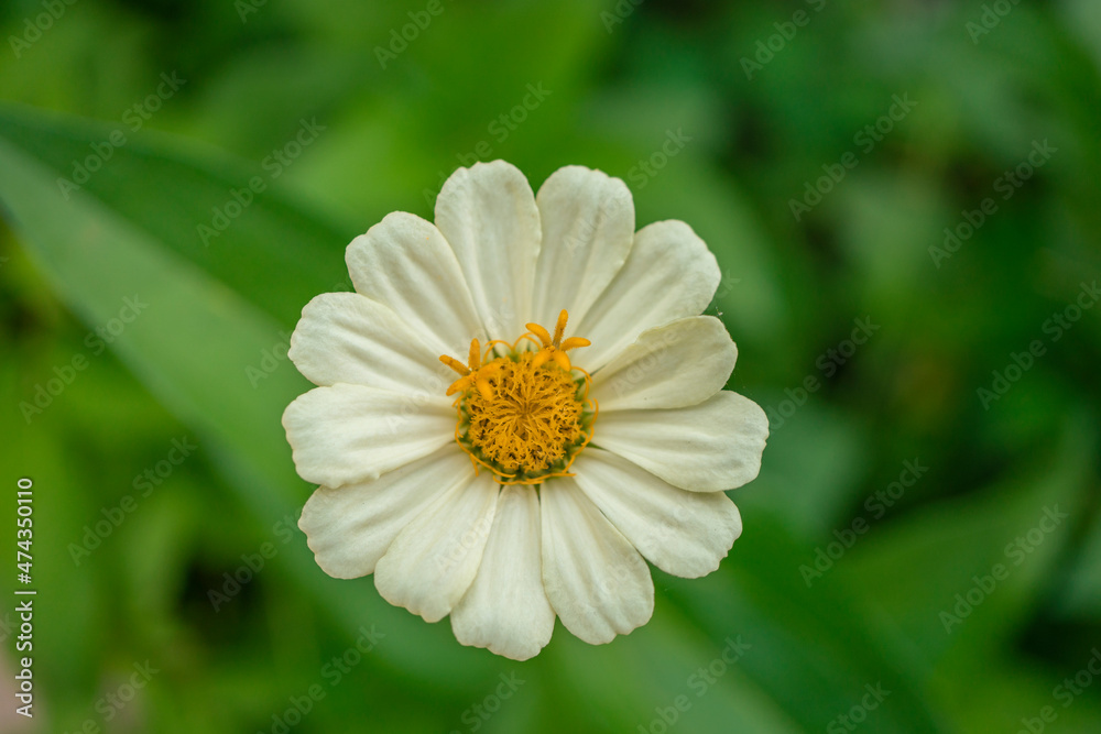 Fototapeta premium Macro photo of white wild flower on the park. the photos is perfect for pamphlet, nature poster, nature promotion and traveler. 