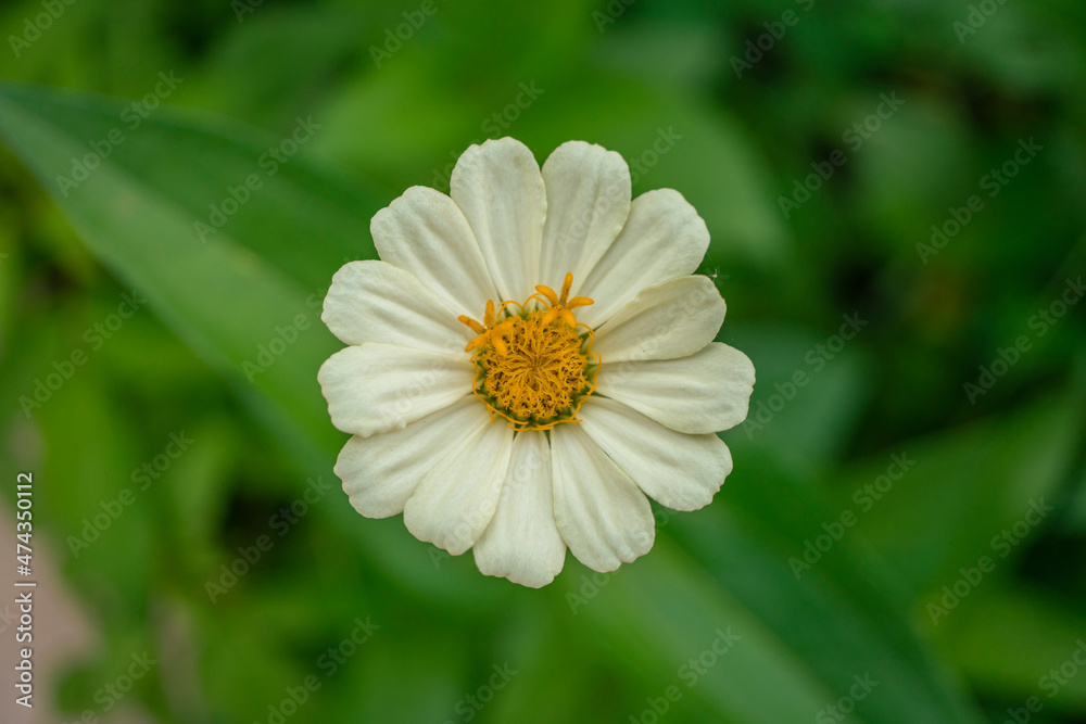 Macro photo of white wild flower on the park. the photos is perfect for pamphlet, nature poster, nature promotion and traveler. Macro photo of white wild flower on the park. the photos is perfect for pamphlet, nature poster, nature promotion and traveler.