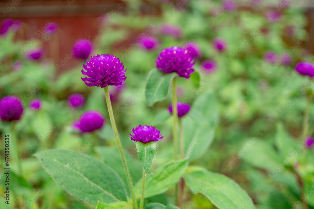 photo of purple amaranth flower on the tropical park. The picture perfect for pamphlet, nature poster, nature promotion and traveler. photo of purple amaranth flower on the tropical park. The picture perfect for pamphlet, nature poster, nature promotion and traveler.