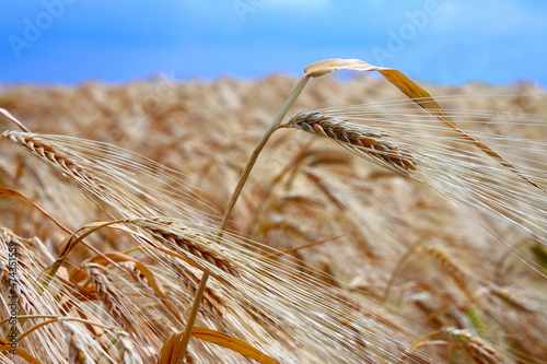 yellow wheat field