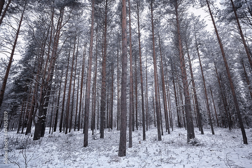 coniferous forest covered with hoarfrost background, winter landscape snow trees