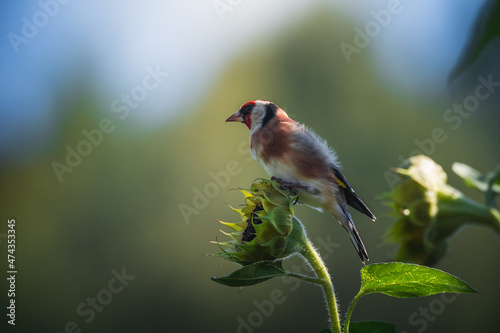 Stieglitz Distelfink - Natur Vogel Fotos