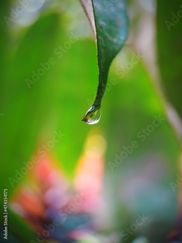 drop of water on a leaf  © light stock