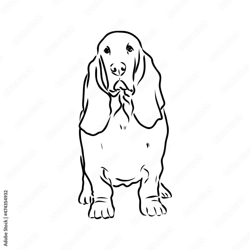 Fototapeta premium Decorative contour portrait of standing in profile Basset Hound, vector isolated illustration in black color on white background