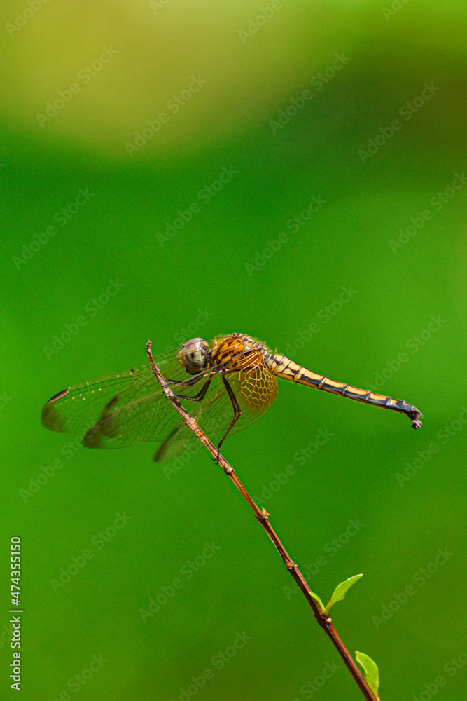 close up of a dragonfly close up of a dragonfly