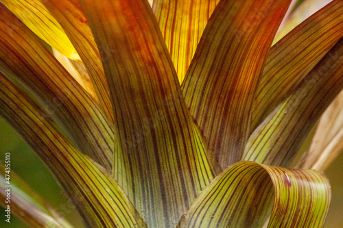 Bromelie - Bromeliaceae photo