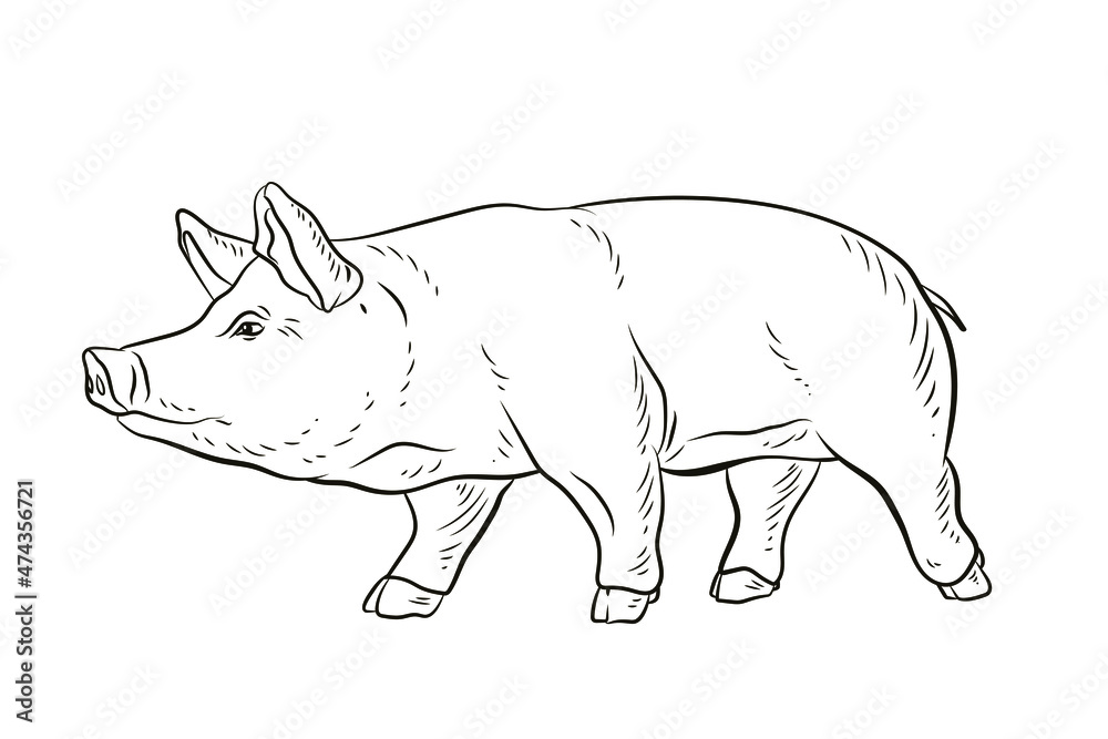 Fototapeta premium Pig. In the animal world. Black and white image. Coloring book for children. Vector drawing.