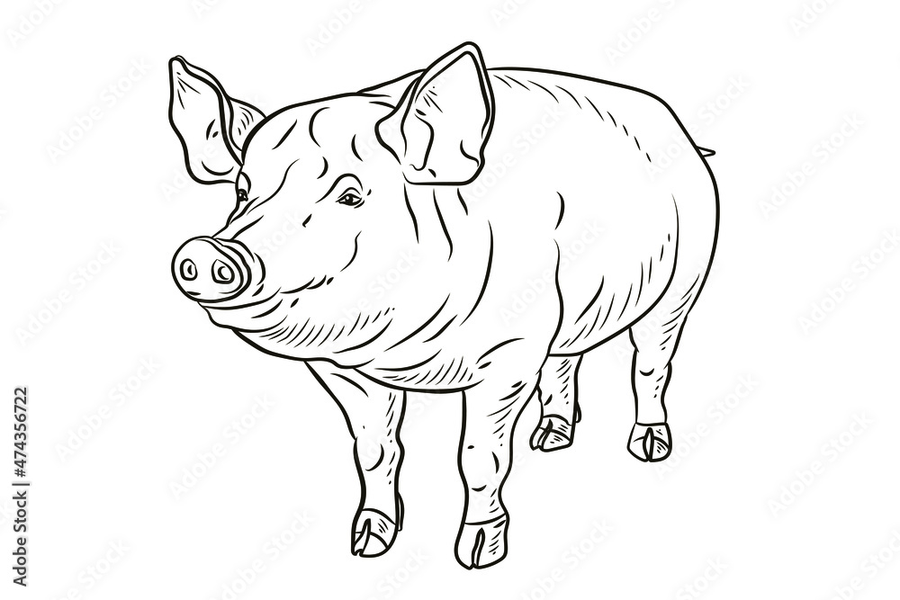 Fototapeta premium Pig. In the animal world. Black and white image. Coloring book for children. Vector drawing.