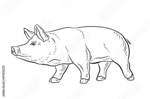 Pig. In the animal world. Black and white image. Coloring book for children. Vector drawing.