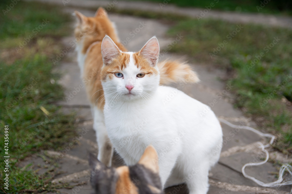 Fototapeta premium A cat with multi-colored eyes from a white color with red spots sits on the street