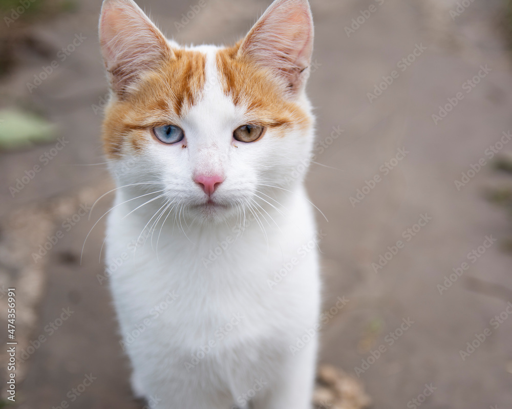 A cat with multi-colored eyes from a white color with red spots sits on the street A cat with multi-colored eyes from a white color with red spots sits on the street
