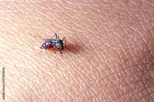 Mosquito Biting on a skin