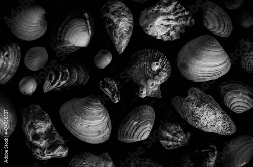 pattern from seashells on a black background. seashells on a dark table. collection of seashells and stones