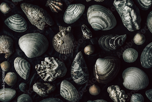 pattern from seashells on a black background. seashells on a dark table. collection of seashells and stones