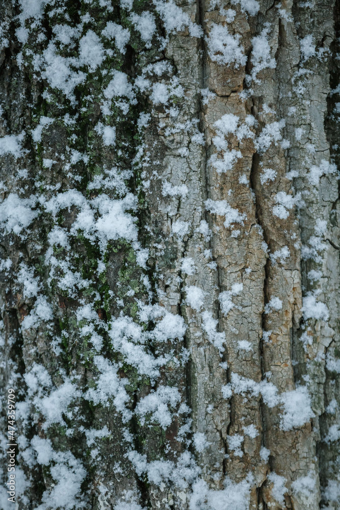 tree close-up, natural background, wooden view tree close-up, natural background, wooden view