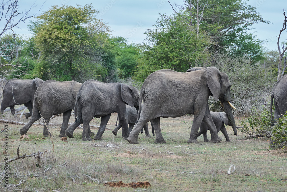 Herd of African elephants, Loxodonta, casually walking alothrough the bush of an african landscape