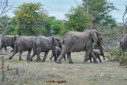 Herd of African elephants  Loxodonta  casually walking alothrough the bush of an african landscape