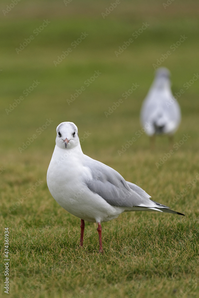 Mouettes sur une pelouse Mouettes sur une pelouse